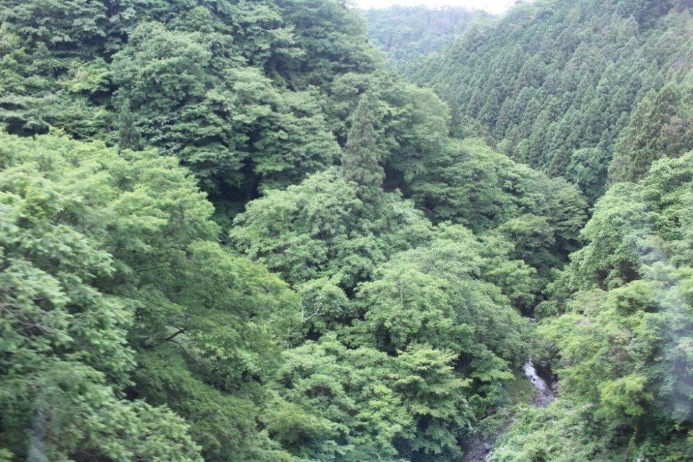 天空号車窓からの景色