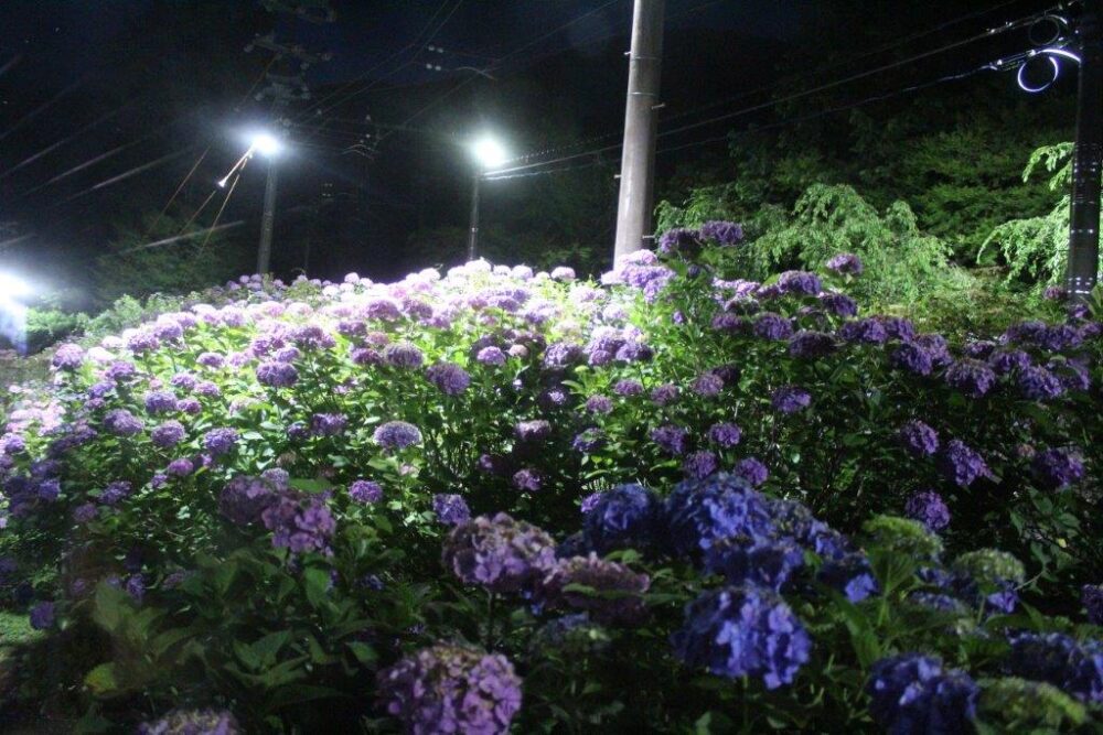 あじさい電車車窓からの景色