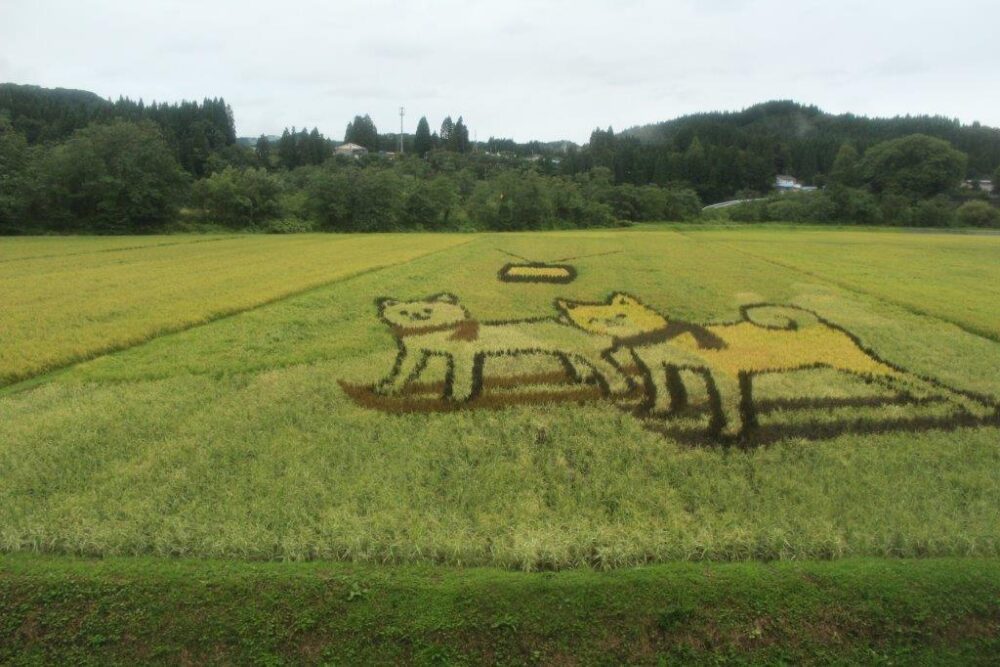 伊勢堂岱遺跡田んぼアート