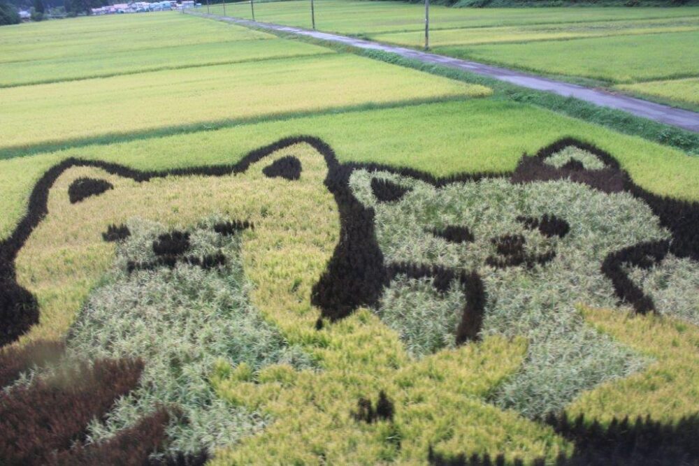 伊勢堂岱遺跡田んぼアート
