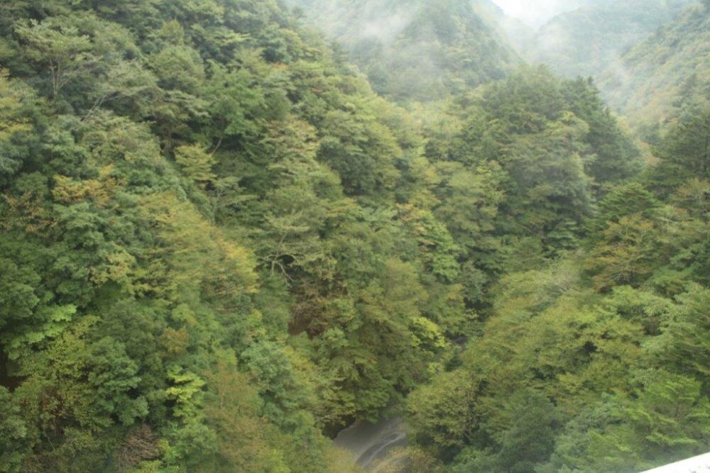 井川線車窓からの景色