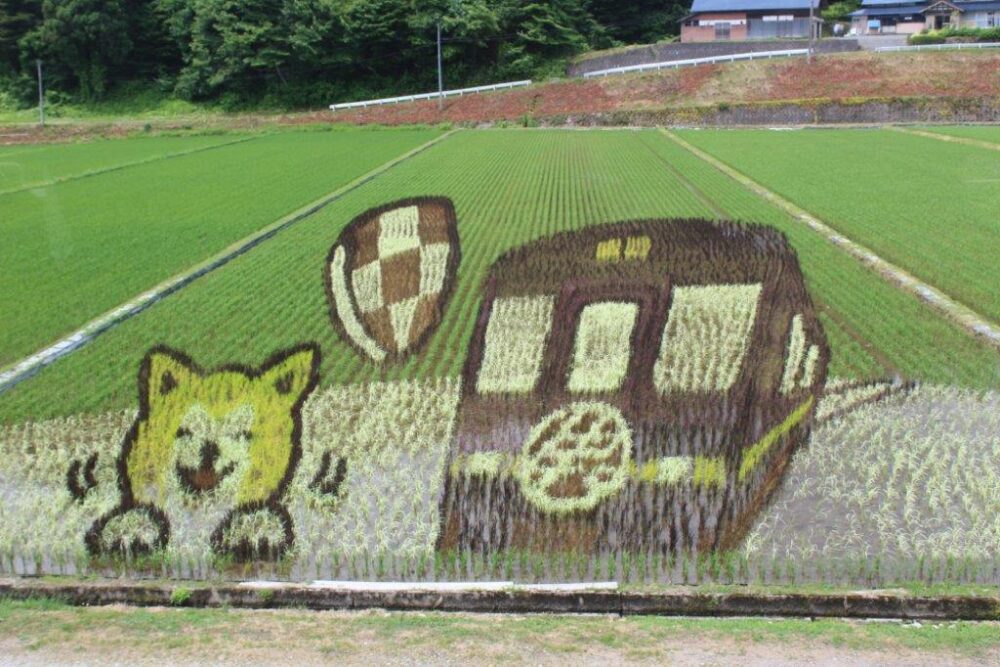 田んぼアート