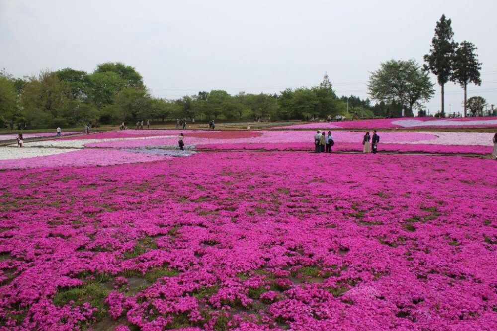 羊山公園
